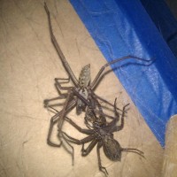 Tegenaria gigantea fighting over food