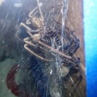 Tegenaria gigantea fighting over food