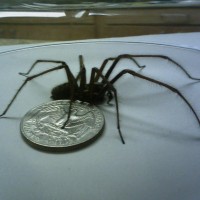Male Giant House Spider - Tegenaria gigantea