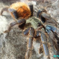 Chromatopelma cyaneopubescens