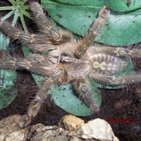 Poecilotheria rufilata