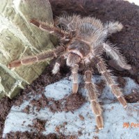 Lasiodora parahybana