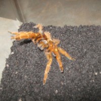 OBT