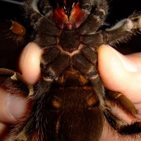 B. smithi - male or female please?