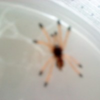spiderling Avic for identification