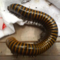 Giant Yellow Banded Millipede