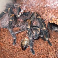 G.pulchripes