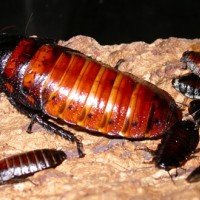 gromphadorhina-portentosa