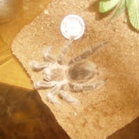 lasiodora parahybana