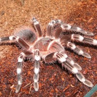 A. geniculata