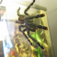 A. Avicularia...?