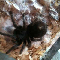 Grammostola Mollicoma?