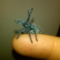 Avicularia versicolor