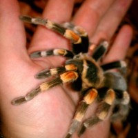 B. Smithi