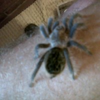 Brachypelma albopilosum