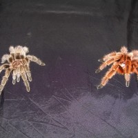 G. rosea "regular" vs. G. rosea "RCF"