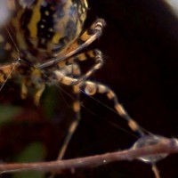 Nephila vestita