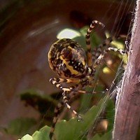 Nephila vestita