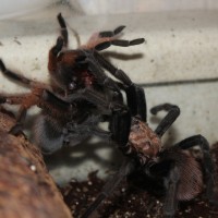 Aphonopelma sp. New River Love