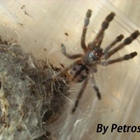 Avicularia laeta