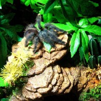 A.avicularia