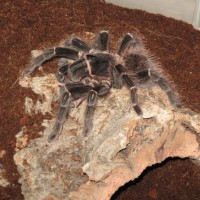 L.parahybana