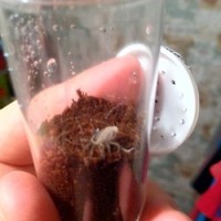 B. smithi molting