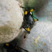 assassin bug