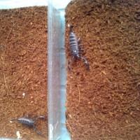 asian forest scorpion