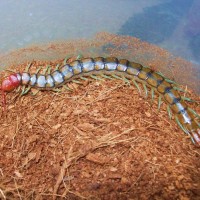 Scolopendra mirabilis