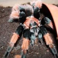 Mature Male Brachypelma Emilia