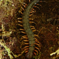 Scolopendra subspinipes 'Tigerlegs'