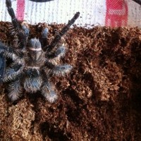 Brachypelma albopilosa