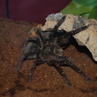 T. Stirmi