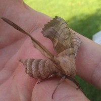 Sphinx Moth