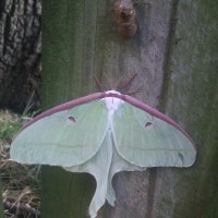 Luna Moth