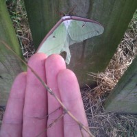 Luna Moth