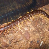 scolopendra subspinipes subspinipes