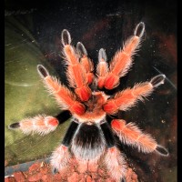 Brachypelma boehmei