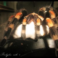 Brachypelma smithi