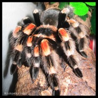 Brachypelma smithi