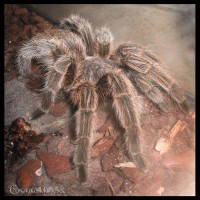 Grammostola rosea