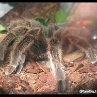 Grammostola rosea