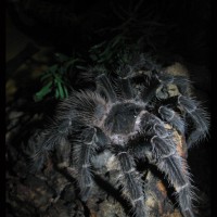 Lasiodora parahybana