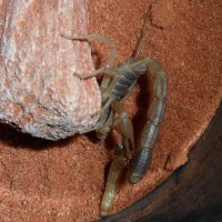 M.martensii feeding