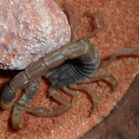 M.martensii feeding