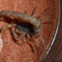 M.martensii feeding