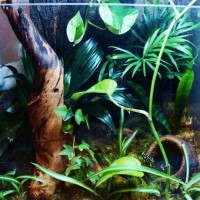 Vivarium + toad