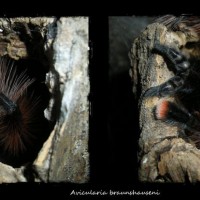 Avicularia braunshauseni