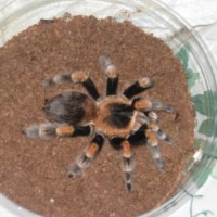 My first tarantula